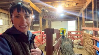 Mucking Stalls in the Barn and quotNormalquot [upl. by Alayne933]