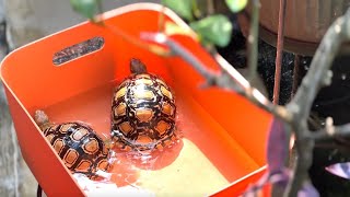 Weekend Routine for The Leopard Pardalis Tortoises Morning Bath [upl. by Erdnaet749]