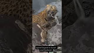 quotInjured Leopard Rescued in Haveli Azad Kashmir  Rare Sightingshortvideo leapord [upl. by Eremehc]