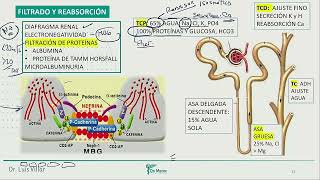 Filtrado y reabsorcion Funciones y reguladores Hiponatremia [upl. by Reizarf571]