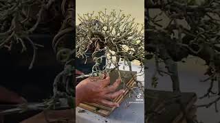 Ficus Bonsai Defoliation [upl. by Eldwun886]