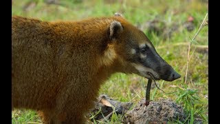 Caracara and Coati Fight Over Food  Wild Brazil  BBC Earth [upl. by Fortunna856]