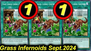 【EDOPRO】GRASS TO 1 GRASS INFERNOID DECK POST TCG BANLIST SEPT2024 [upl. by Curson]