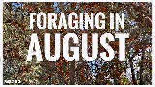 Foraging in August  UK Wildcrafts Foraging Calendar Part 2 of 3 [upl. by Waers]