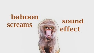 How A Baboon Screams  Sound Effect  Animation [upl. by Areehs154]