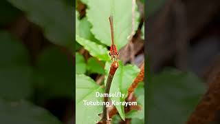 Damselfly or Tutubing Karayom [upl. by Kendricks]