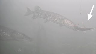 MUSKIE PIKE amp BASS Ice Fishing with GIANT Sucker Minnow [upl. by Rotkiv]