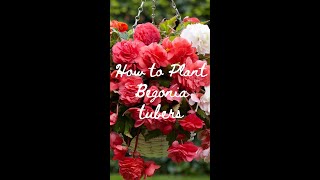 How to Plant Begonia Tubers  Get Ready For Summer ☀️ [upl. by Assilam]