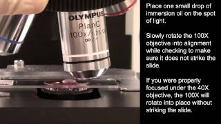 Oil Immersion with the Olympus CX31 microscope [upl. by Witkin]