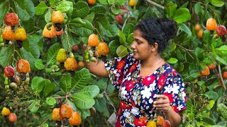 Traditional cashew nut curry amp harvesting lot of nuts from trees🌳 Villagekitchensrilanka83 [upl. by Yentyrb457]