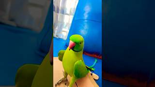 My beautiful talkative parrot Zoomi [upl. by Klinges]