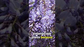 Asian WISTERIA Invasive Threat to Native Ecosystems [upl. by Elleirbag]