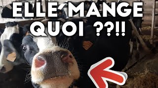 UNE VACHE MANGE QUOI EN FRANCE [upl. by Icaj659]