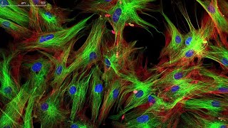 Learn About Fluorescence Microscopy  A Closer Look 4 Minutes [upl. by Ahtekahs]