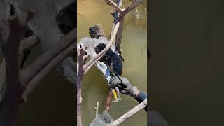 Rescuers Save Mouth Stuck Bird from Paraná River Waters [upl. by Swamy]