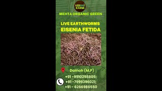 Eisenia fetida  live earthworm Eisenia fetida organic vermicompost wormfarm eiseniafetida [upl. by Conni]