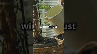 How to Overwinter Potted Plants in 45 Seconds 🌿 gardeningtips gardeningideas garden plants [upl. by Maidie]