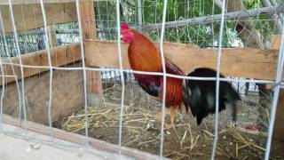 Morning feeding American gamefowl [upl. by Zoe]