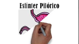 Spanish Medical InterpreterSpanish Medical Terminology Pronounce Pyloric Sphincter in Spanish [upl. by Airal317]