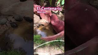 Parque Zoológico “El Centenario” Mérida [upl. by Ycrep]