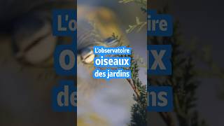 🪺🕊️ OISEAUX DES JARDINS  LES RÉSULTATS [upl. by Kin]