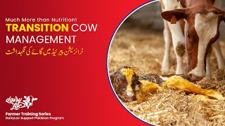 Transition Cow Management [upl. by Irrac]