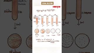 Serial Dilution for Microbial Growth  Microbiology  Medi Queries [upl. by Llednor]