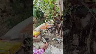 PEPAL K PEAD K FARIYAD SHORTS VIDEO VIRAL TRENDING [upl. by Atokad214]