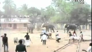 En quotAtaque de animales en espectáculosquot muestran a descontrolado elefante en la India [upl. by Fachini]