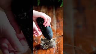 diy tutorial plant saxifrage in a stylish way indoorgarden bonsai diy terrariumart [upl. by Brigette222]