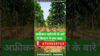 भारत के किसानों की पहली पसंद अफ्रीकन महोगनी का पौधा mahoganywood agriculture tree farmingplant [upl. by Yardley438]