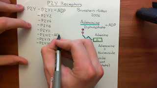 The P2Y Receptors Part 1 [upl. by Graham]