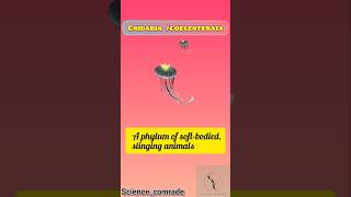 30Coelenterata cnidaria biology hydra jellyfish upsc neet ssc bpsc uppcs cnidaria cuet [upl. by Dickerson]