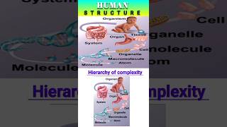 Hierarchy of complexity organ shortvideoscience [upl. by Jeane474]