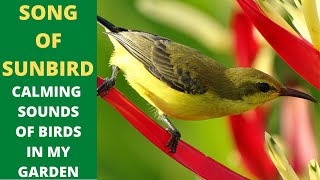 Song Of Sunbird Calming Sounds Of Birds in My Garden [upl. by Yerrot]