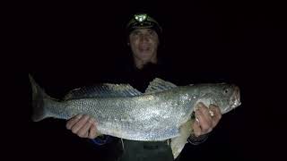 MULLOWAY  TIPS FOR CATCHING BEACH MULLOWAY Ep 38 [upl. by Ettennan]