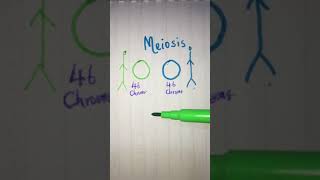 Meiosis explained in less than 2 minutes 🧬 LetsTakeACellfie [upl. by Luce]