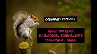 niche overlap  Ecological Equivalents  guild  Ecological Guild Ecology [upl. by Hobbs65]