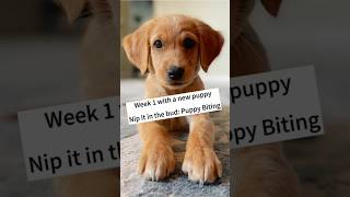 How to stop Puppy Biting puppytraining dogtraining bernedoodle [upl. by Bassett111]