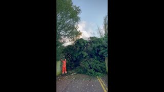 Tree Blown Over in London During Storm Henk [upl. by Dihgirb342]