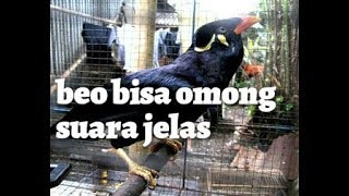 burung beo bisa bicara suara jelas [upl. by Llenahs]