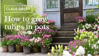 How to grow tulips in pots [upl. by Marieann]