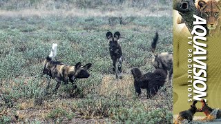 Epic African Wildlife Encounter African Hunting Wild Dogs vs Fearless Honey Badger 🐾 [upl. by Boggs]