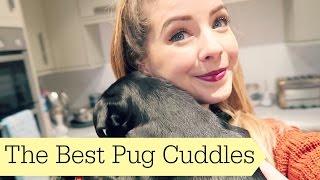 The Best Pug Cuddles  ad [upl. by Sorrows]