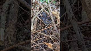 A very nice snake on a branch  closeup [upl. by Nosreve4]