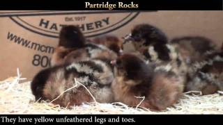 Partridge Rock Chicks [upl. by Eiramoj]