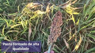 Brachiaria ruziziensis com sorgo granífero [upl. by Assillem]