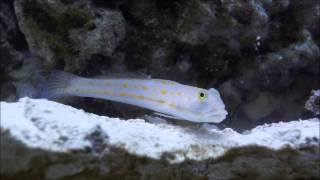 Diamond Watchman Goby Sifting Sand [upl. by Glovsky454]