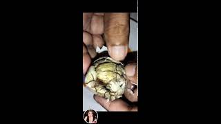 Balut egg embryo well known exotic food I Most of the Philippines viral asmr trending [upl. by Akital931]