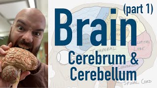 Brain Cerebrum and Cerebellum  Broca’s Wernicke’s and limbic overview [upl. by Nylecaj]